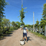 Гінкго дволопатеве (Ginkgo biloba)
