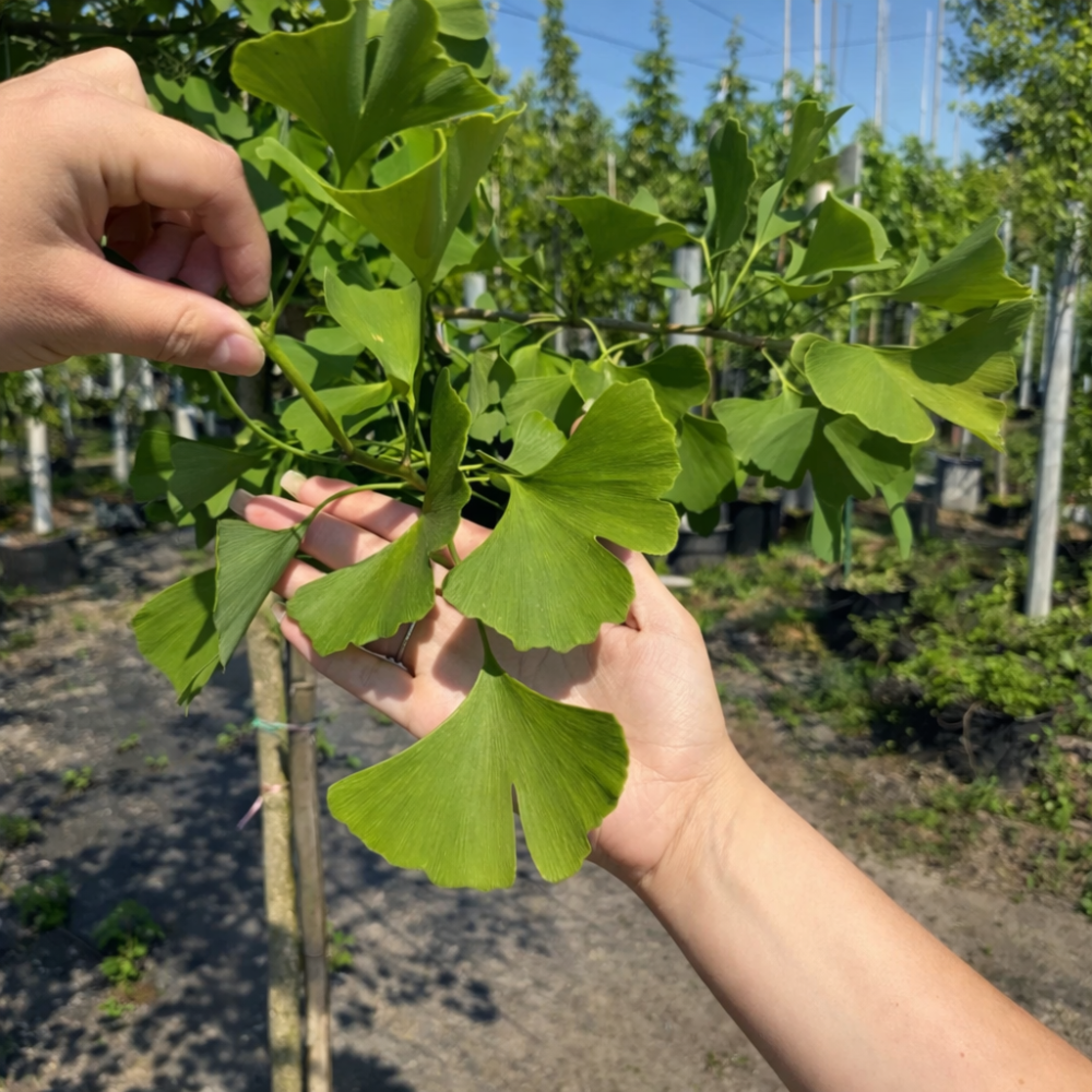 Гінкго дволопатеве (Ginkgo biloba)