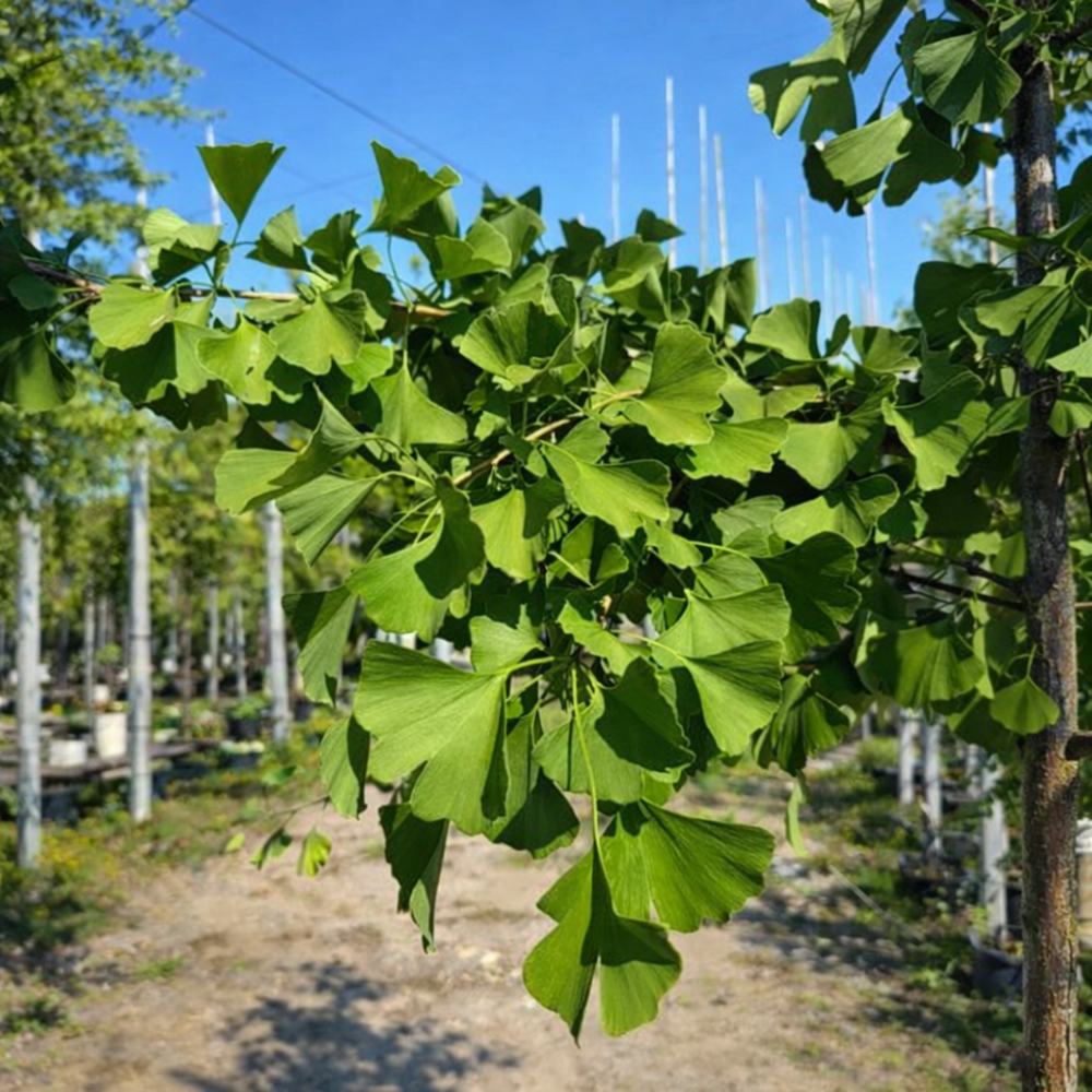 Гінкго дволопатеве (Ginkgo biloba)