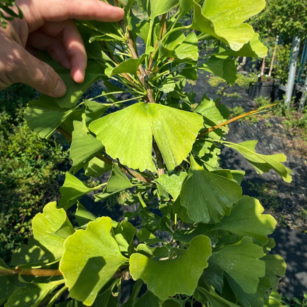 Гінкго дволопатеве (Ginkgo biloba)