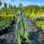 Кипарисовик нутканский Пендула (Chamaecyparis nootkatensis Pendula)