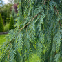 Кипарисовик нутканский Пендула (Chamaecyparis nootkatensis Pendula)