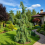 Кипарисовик нутканский Пендула (Chamaecyparis nootkatensis Pendula)