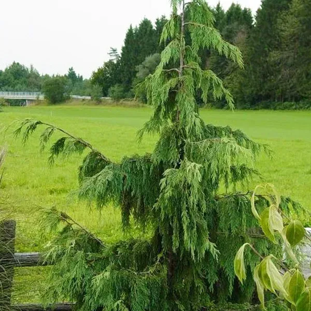 Кипарисовик нутканский Пендула (Chamaecyparis nootkatensis Pendula)