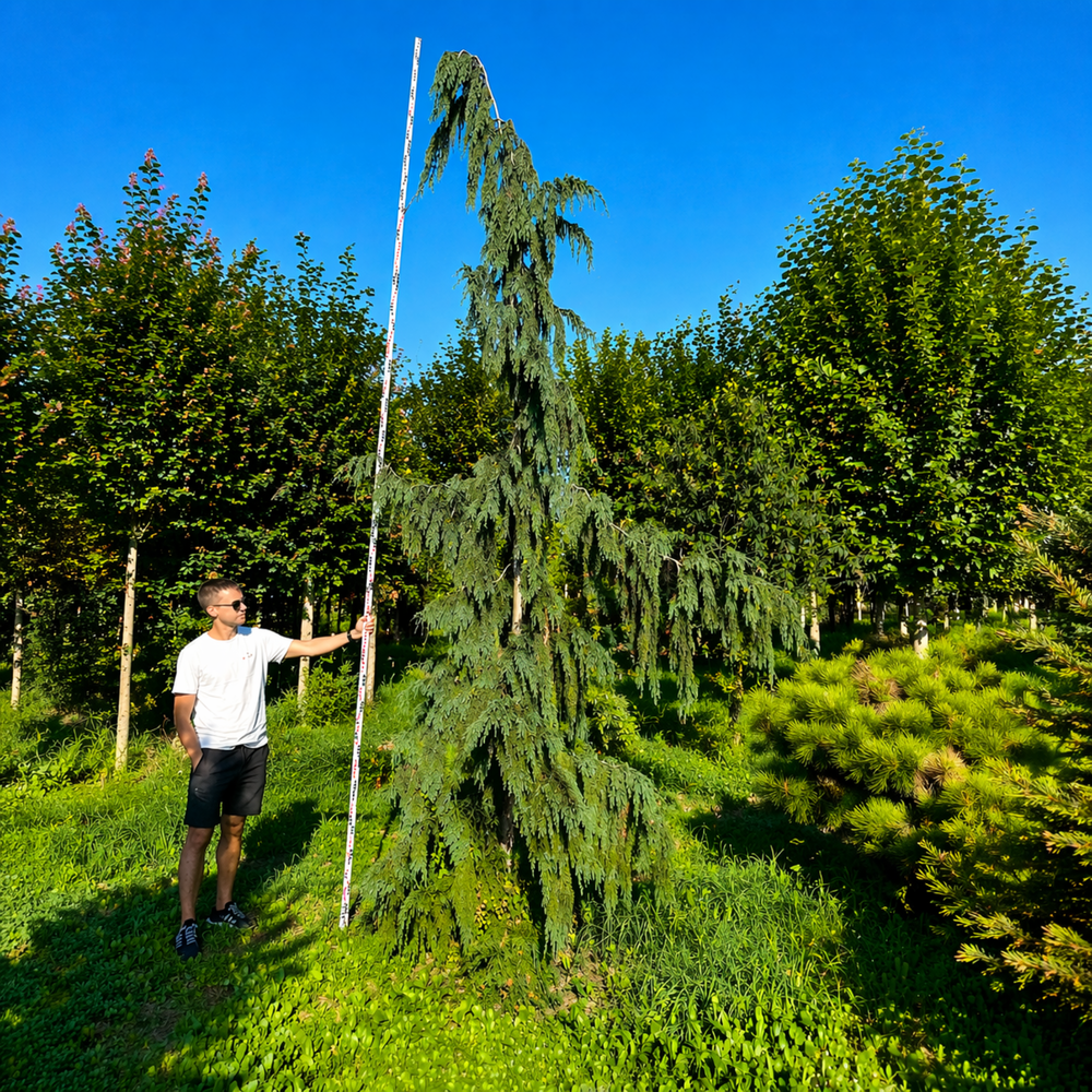 Кипарисовик нутканский Пендула (Chamaecyparis nootkatensis Pendula)