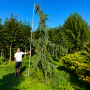Кипарисовик нутканский Пендула (Chamaecyparis nootkatensis Pendula)