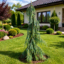 Кипарисовик нутканский Пендула (Chamaecyparis nootkatensis Pendula)