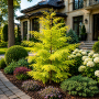 Метасеквоя китайська Goldrush (Metasequoia glyptostroboides Goldrush) Ра 100 см, С10