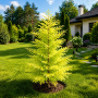 Метасеквоя китайська Goldrush (Metasequoia glyptostroboides Goldrush) Ра 100 см, С10