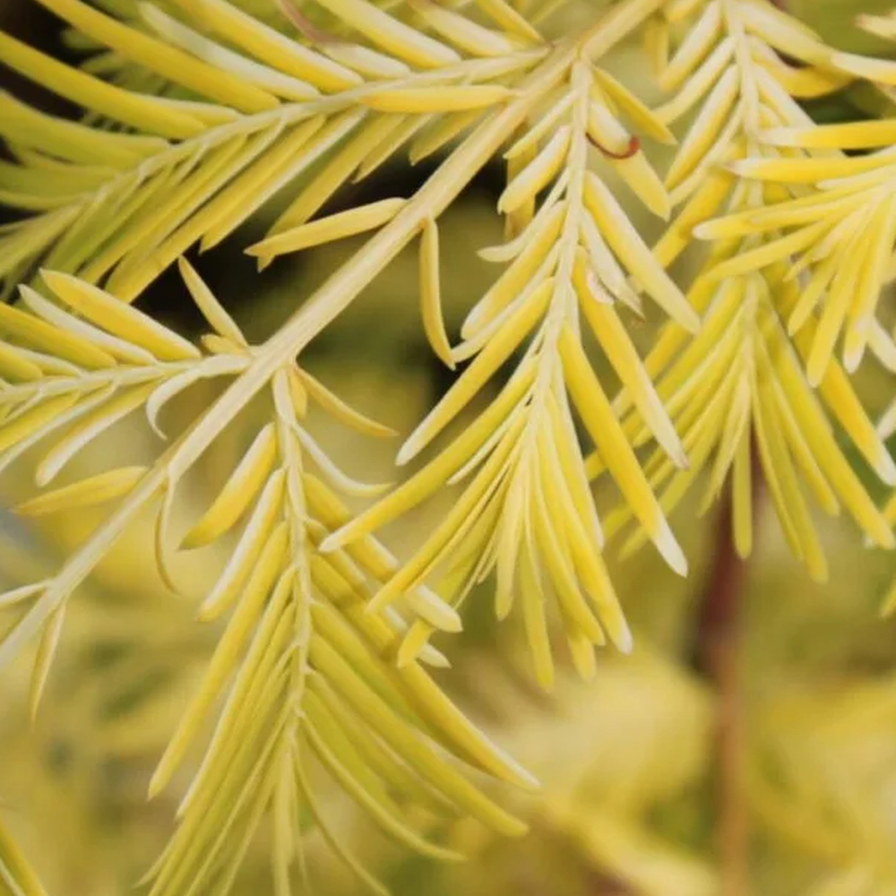Метасеквоя китайська Goldrush (Metasequoia glyptostroboides Goldrush) Ра 100 см, С10