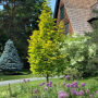 Метасеквоя китайська Goldrush (Metasequoia glyptostroboides Goldrush) Ра 100 см, С10