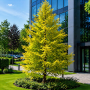 Метасеквоя китайська Goldrush (Metasequoia glyptostroboides Goldrush) Ра 100 см, С10