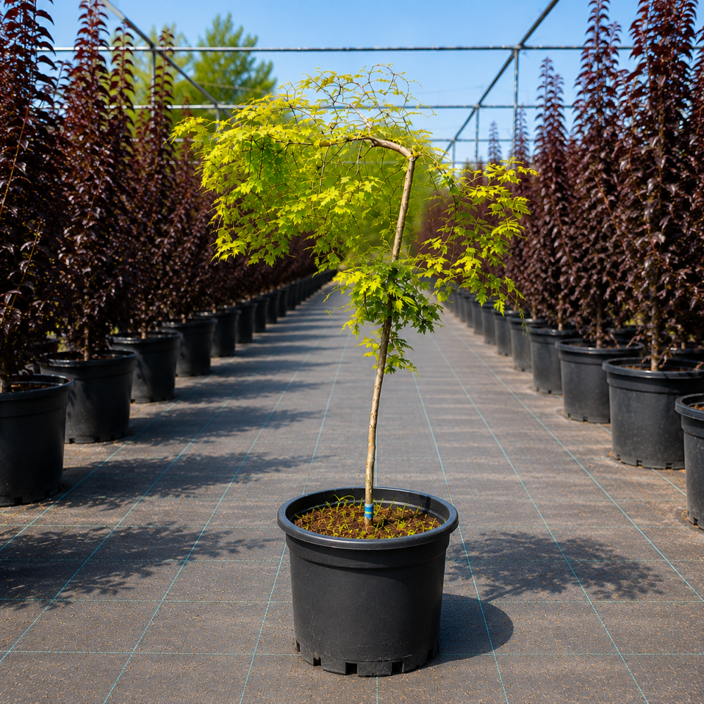 Метасеквоя китайська Miss Grace (Metasequoia Miss Grace) Ра 100 см, С10