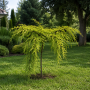 Метасеквоя китайська Miss Grace (Metasequoia Miss Grace) Ра 100 см, С10