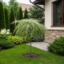 Метасеквоя китайська Miss Grace (Metasequoia Miss Grace) Ра 100 см, С10