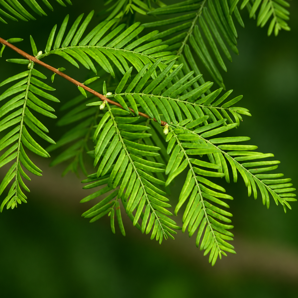 Метасеквоя китайська Miss Grace (Metasequoia Miss Grace) Ра 100 см, С10