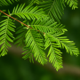 Метасеквоя китайська Miss Grace (Metasequoia Miss Grace) Ра 100 см, С10