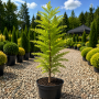 Метасеквоя китайська Miss Grace (Metasequoia Miss Grace) Ра 100 см, С10