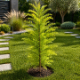 Метасеквоя китайська Miss Grace (Metasequoia Miss Grace) Ра 100 см, С10