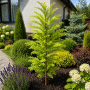 Метасеквоя китайська Miss Grace (Metasequoia Miss Grace) Ра 100 см, С10