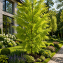 Метасеквоя китайська Miss Grace (Metasequoia Miss Grace) Ра 100 см, С10