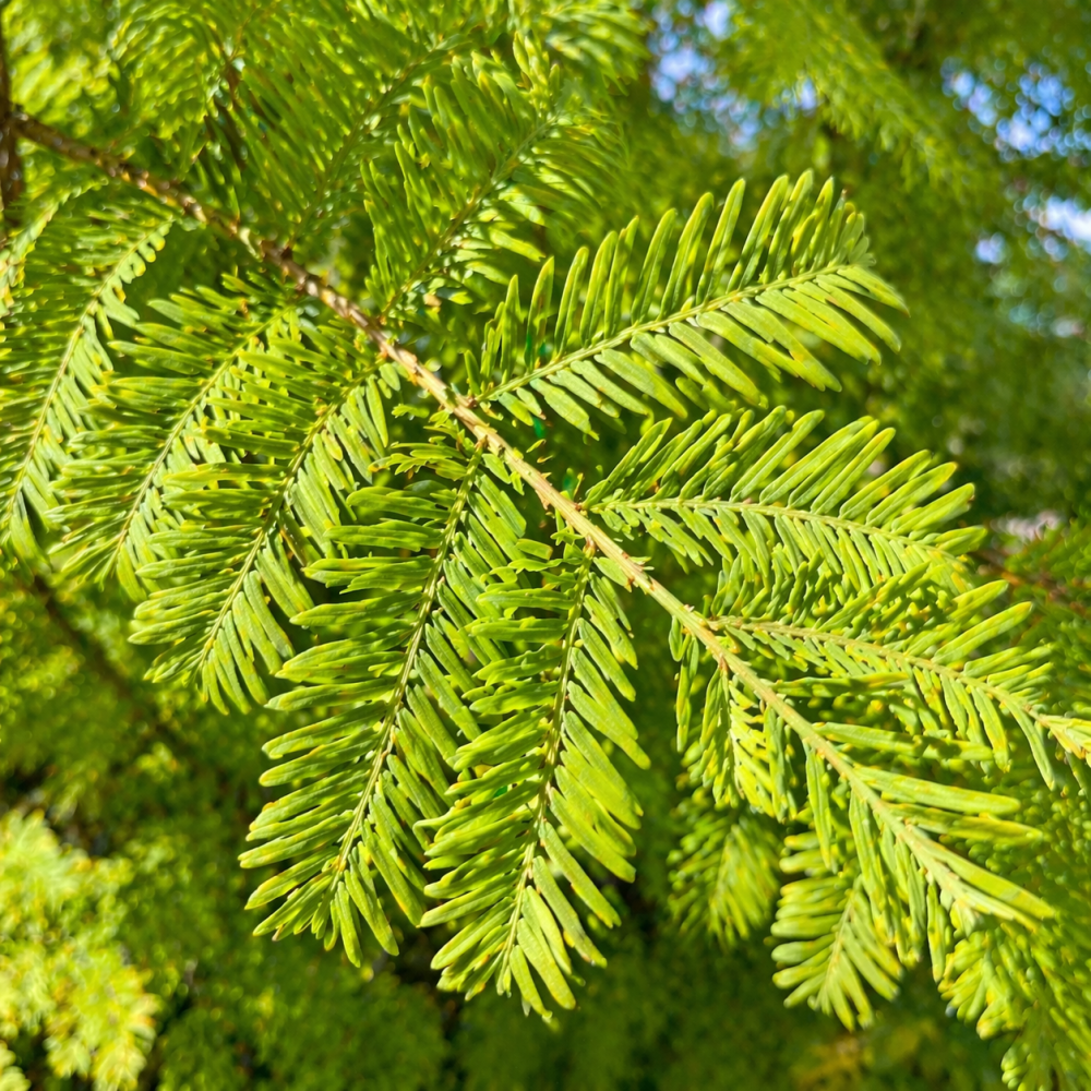 Метасеквоя китайська Miss Grace (Metasequoia Miss Grace) Ра 100 см, С10