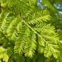 Метасеквоя китайська Miss Grace (Metasequoia Miss Grace) Ра 100 см, С10