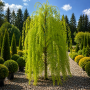 Метасеквоя китайська Miss Grace (Metasequoia Miss Grace) Ра 100 см, С10