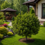 Сосна гірська Dezember Gold (Pinus mugo Dezember Gold) PA 40-50 см, С10