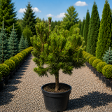 Сосна гірська Dezember Gold (Pinus mugo Dezember Gold) 50 см, С5