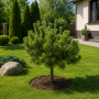 Сосна гірська Dezember Gold (Pinus mugo Dezember Gold) 70 см, С10