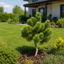 Сосна гірська Дезембер Голд (Pinus mugo Dezember Gold) PA 40-50 см, С10