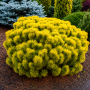 Сосна гірська Дезембер Голд (Pinus mugo Dezember Gold) PA 40-50 см, С10