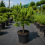 Сосна гірська Дезембер Голд (Pinus mugo Dezember Gold) 40 см, С5