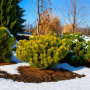Сосна горная Дезембер Голд (Pinus mugo Dezember Gold) 60 см, С10