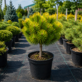 Сосна гірська Карстенс Вінтер голд (Pinus mugo Carstens Wintergold) PA 40-50 см, С10
