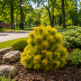 Сосна горная Карстенс Винтерголд (Pinus mugo Carstens Wintergold) PA 40-50 см, С10