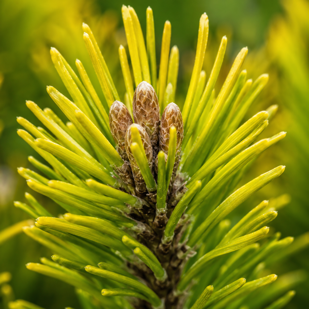 Сосна горная Карстенс Винтерголд (Pinus mugo Carstens Wintergold) PA 40-50 см, С10