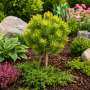 Сосна горная Карстенс Винтерголд (Pinus mugo Carstens Wintergold) PA 40-50 см, С10
