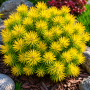 Сосна горная Карстенс Винтерголд (Pinus mugo Carstens Wintergold) PA 40-50 см, С10
