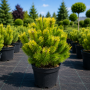 Сосна горная Карстенс Винтерголд (Pinus mugo Carstens Wintergold) 40 см, С5