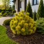 Сосна горная Карстенс Винтерголд (Pinus mugo Carstens Wintergold) 40 см, С5