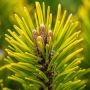 Сосна горная Карстенс Винтерголд (Pinus mugo Carstens Wintergold) 40 см, С5