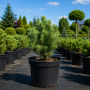 Сосна гірська Мопс (Pinus mugo Mops) 30 см, С5