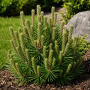 Сосна гірська Мопс (Pinus mugo Mops) 30 см, С5