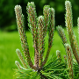Сосна гірська Мопс (Pinus mugo Mops) 30 см, С5