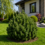 Сосна гірська Мопс (Pinus mugo Mops) 30 см, С5