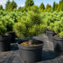 Сосна горная Офир (Pinus mugo Ophir) PA 40-50 см, С5