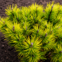 Сосна горная Офир (Pinus mugo Ophir) PA 40-50 см, С5