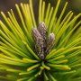 Сосна горная Офир (Pinus mugo Ophir) PA 40-50 см, С5